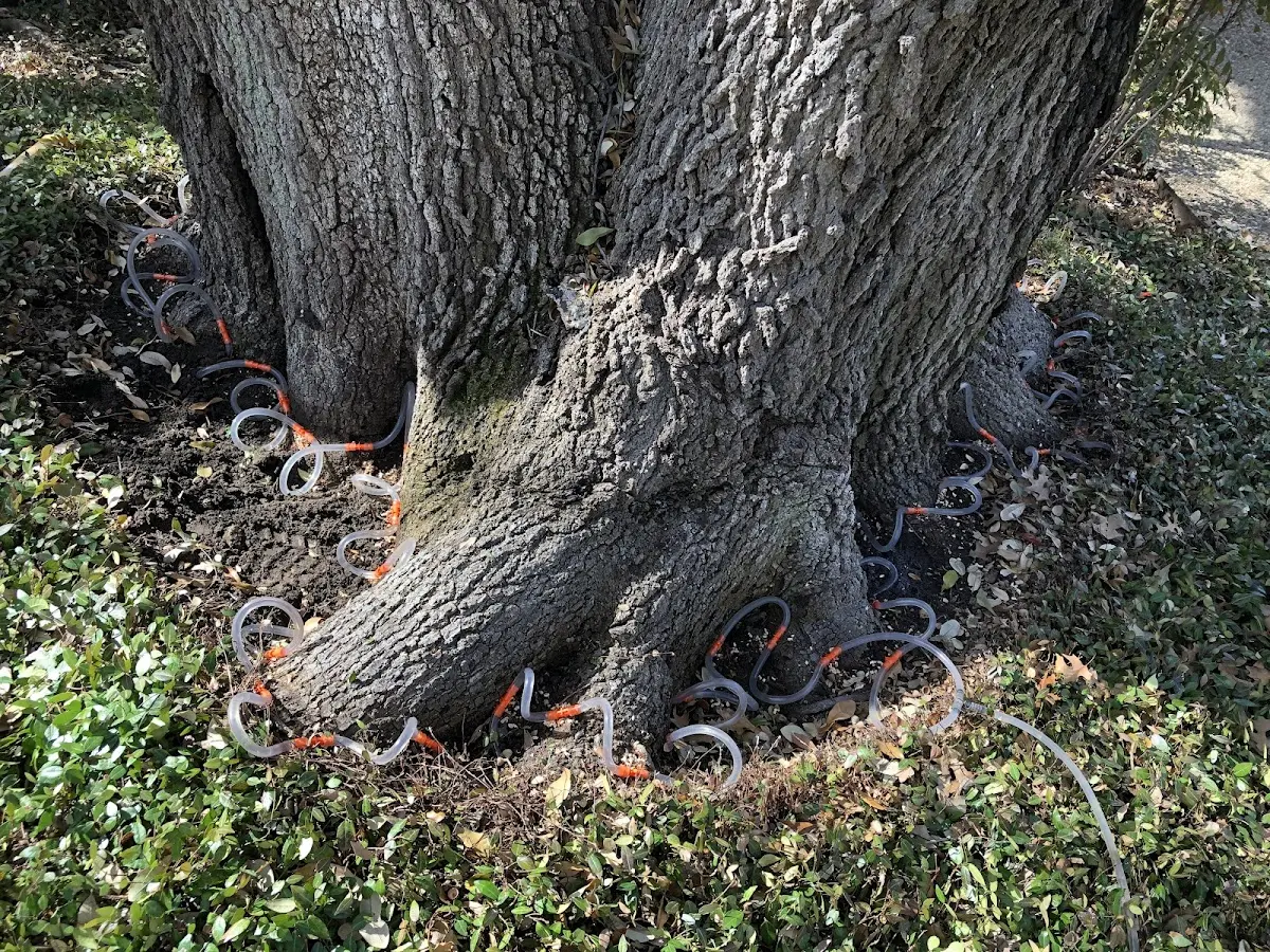 Detailed Tree Cabling and Bracing job site in Copiague