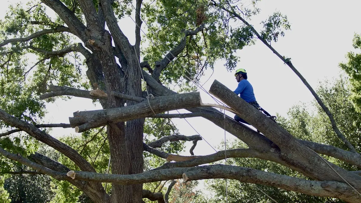 Professional Hazardous Tree Removal performed by certified arborists in Copiague